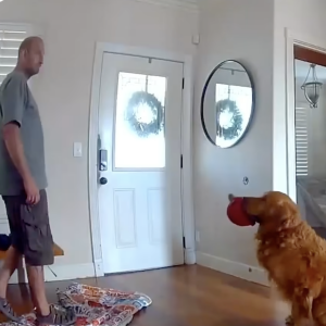 Guard dog Nash greets a burglar.