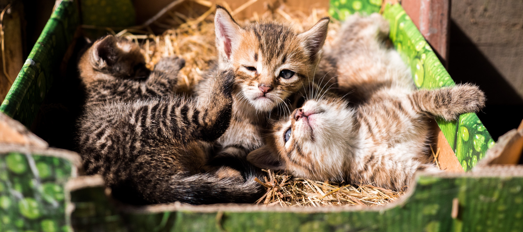 kittens
