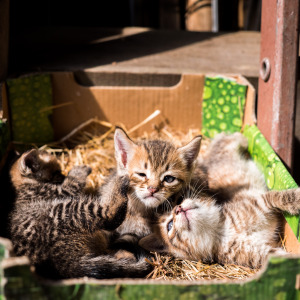 kittens