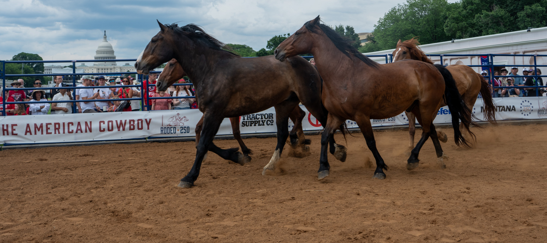 Horses run in a paddock at the "Great American State Fair" on the National Mall on June 25, 2026 in Washington, D.C.