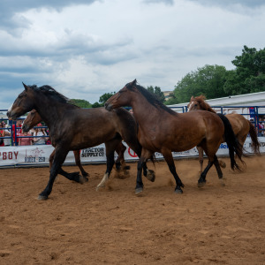Horses run in a paddock at the "Great American State Fair" on the National Mall on June 25, 2026 in Washington, D.C.