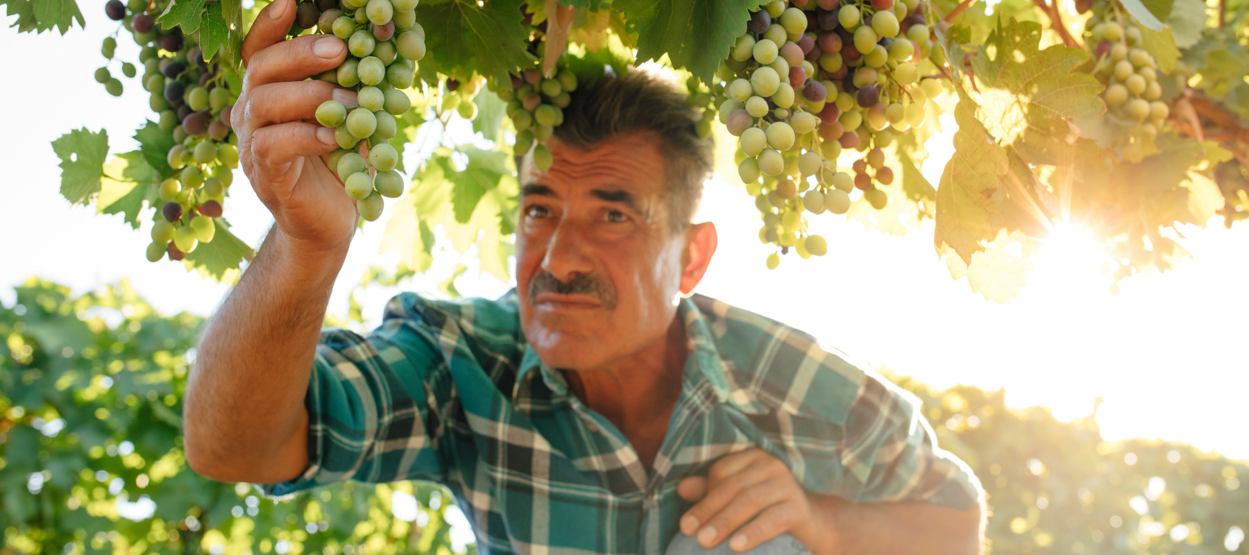 The California wine harvest is poor — and that's a boon for farmers.