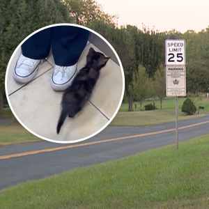 A Maryland school bus driver pulled over to rescue a kitten on this rural road.