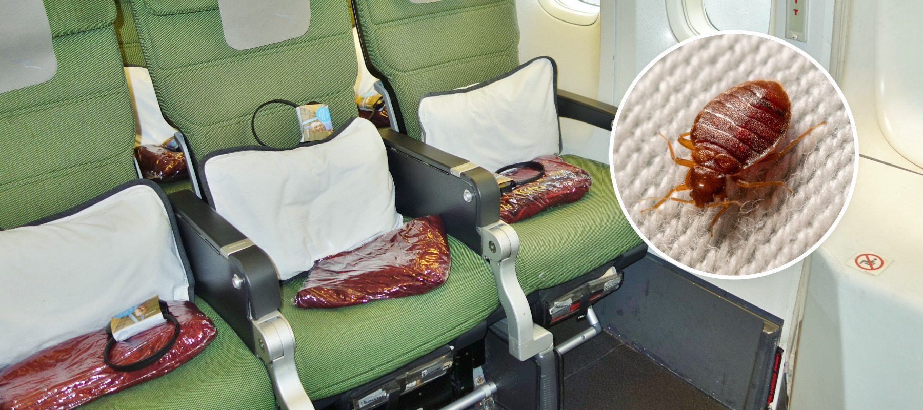 Economy class on a Qantas plane was found to have a bed bug infestation.