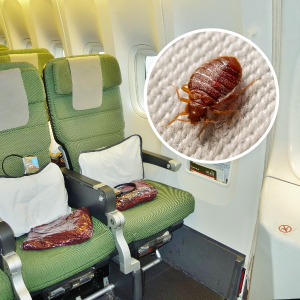 Economy class on a Qantas plane was found to have a bed bug infestation.
