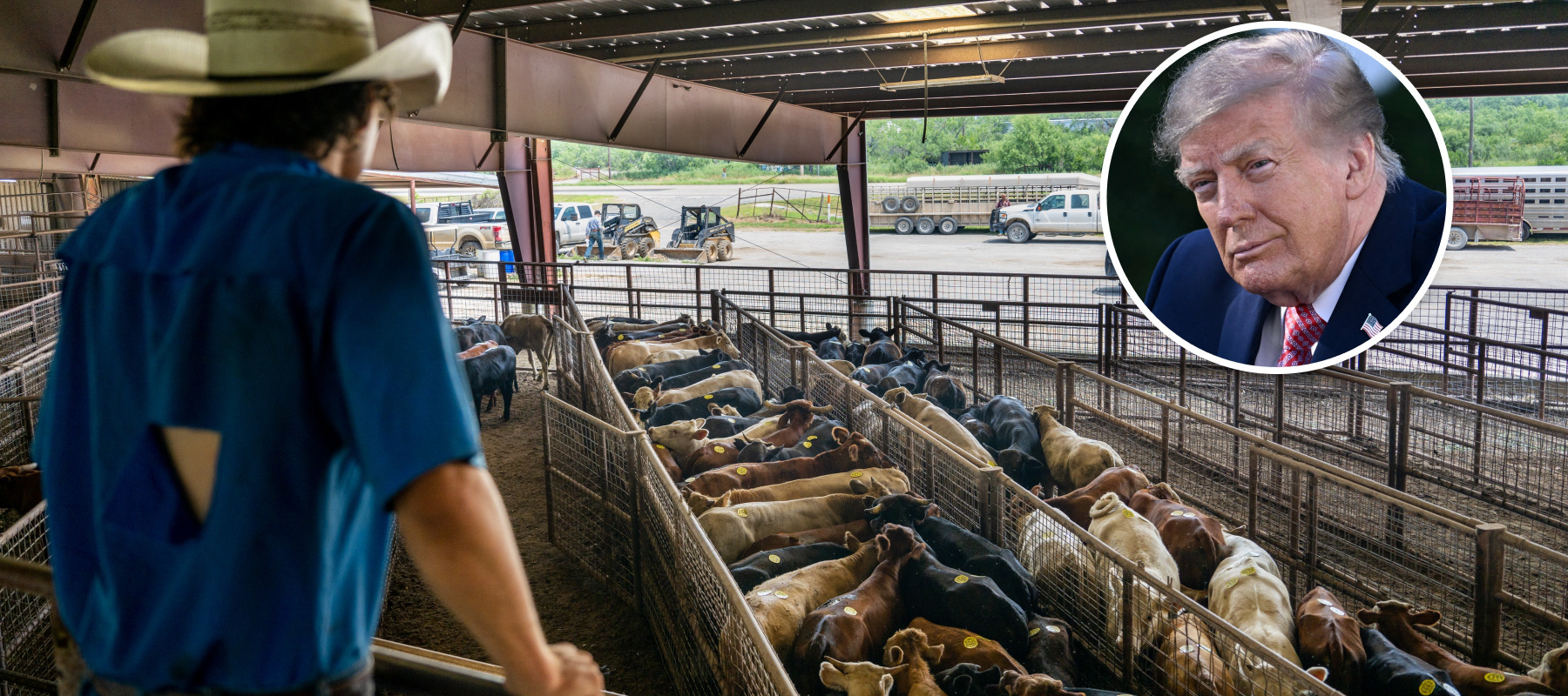 A cattle rancher looks over his herd, with Trump pictured in a bubble.