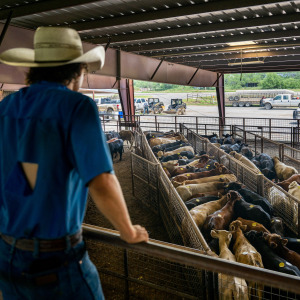 A rancher looks for his cattle during an auction at the Southwest Livestock Exchange.