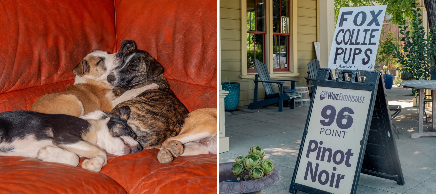 dogs and wine sign