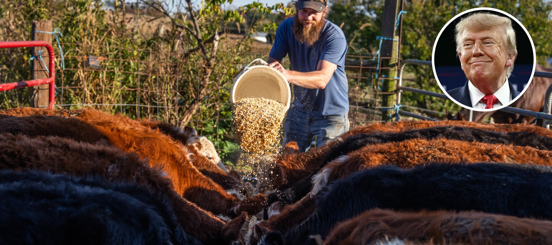 A rancher tends to his herd, with Donald Trump's face in the overlay.