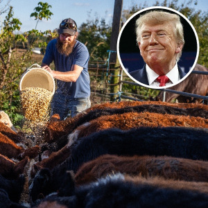 A rancher tends to his herd, with Donald Trump's face in the overlay.