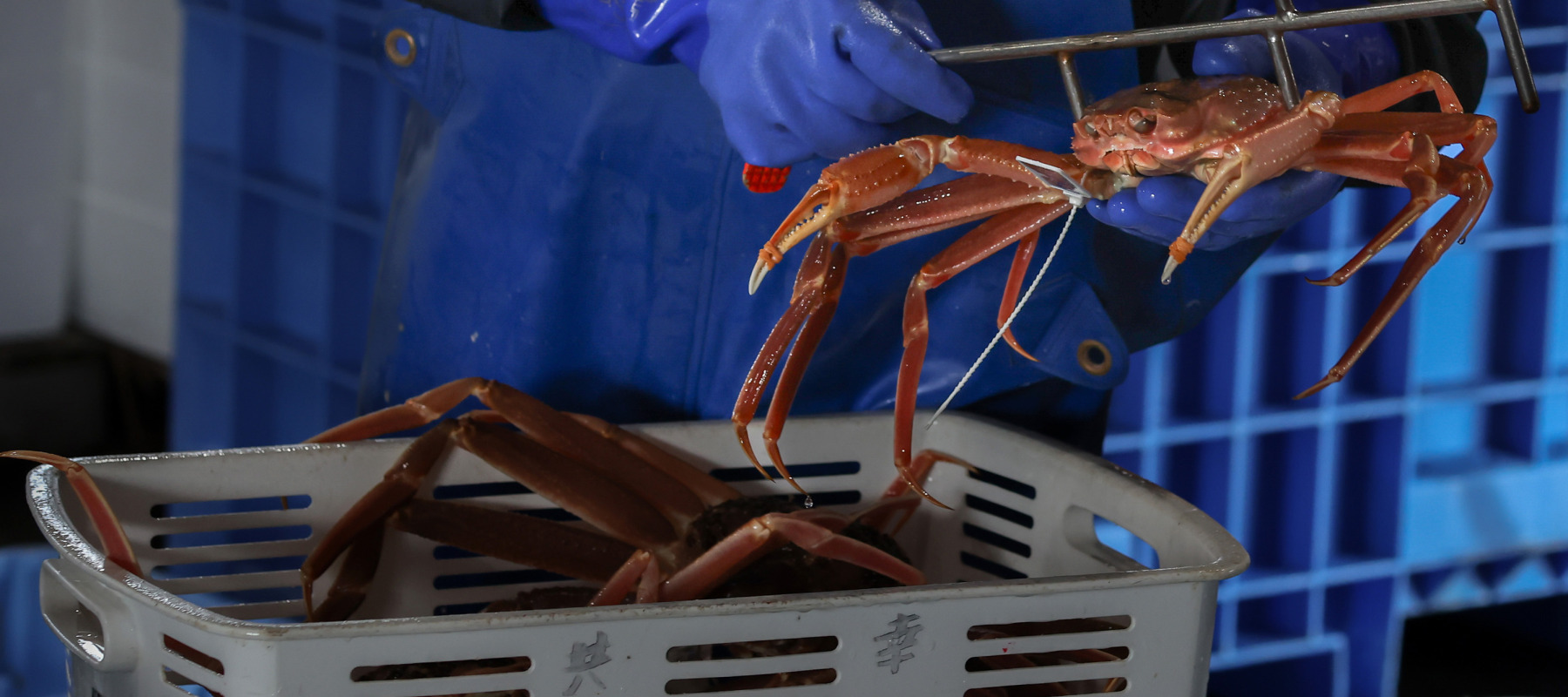 A sea food company employee checks the size of a male snow crab.