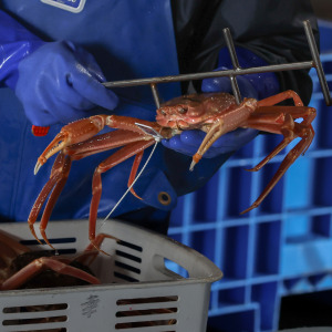 A sea food company employee checks the size of a male snow crab.